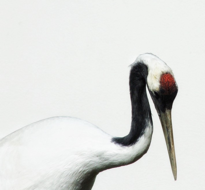 kraanvogel:crane