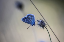 vlinder blauw