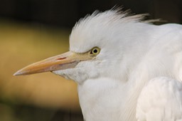 Witte Reiger. Snowy Egret